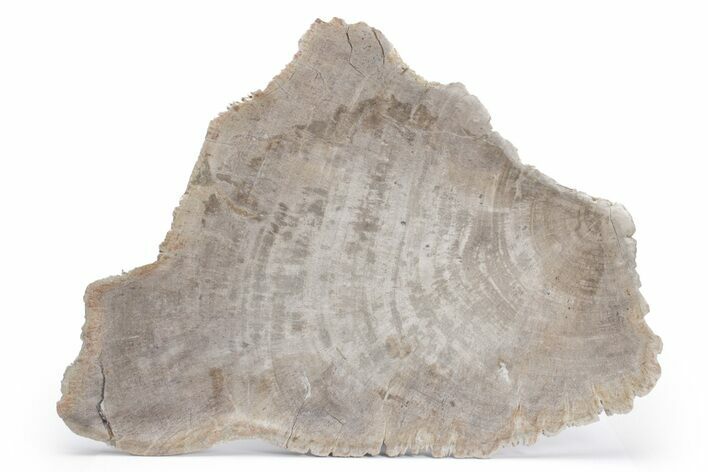 Tropical Hardwood Petrified Wood Dish - Indonesia #210598